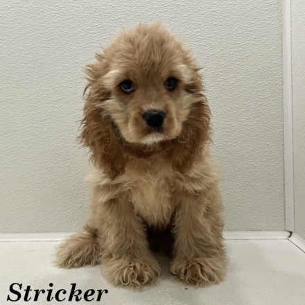 puppy, for, sale, Cocker Spaniel, Joe & Cherri  Overlease, dog, breeder, Miller, MO, dog-breeder, puppy-for-sale, forsale, nearby, find, puppyfind, locator, puppylocator, aca